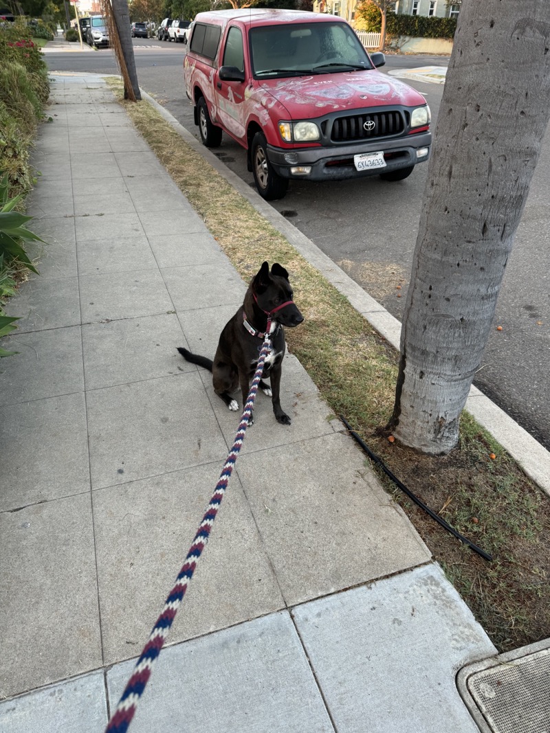 A picture of a black dog named Bowie sitting, taken on September 3 2024 at 6:44 am